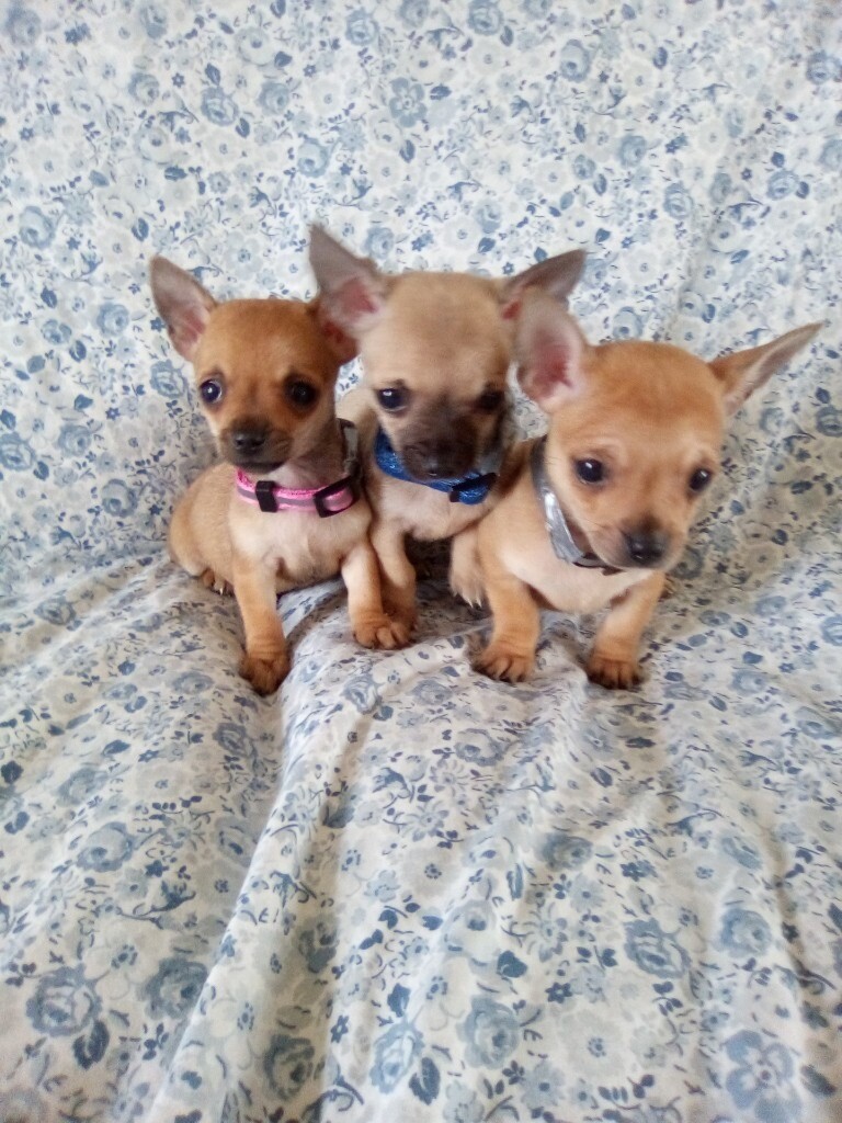 gumtree chihuahuas for sale